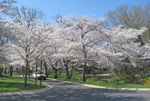 kwanzan flowering cherry tree pictures. Flowering cherry trees at